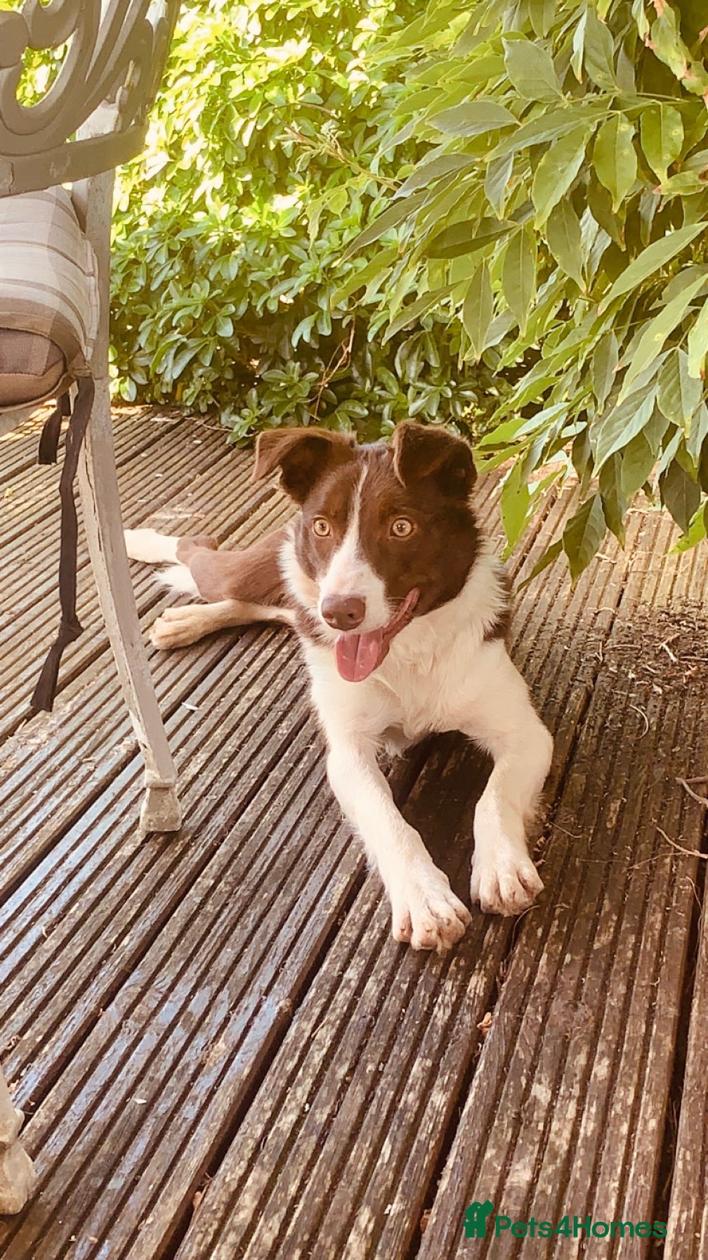 Border Collie dogs 6 Red, White & Tan Health Tested puppies ISDS - Advert 1