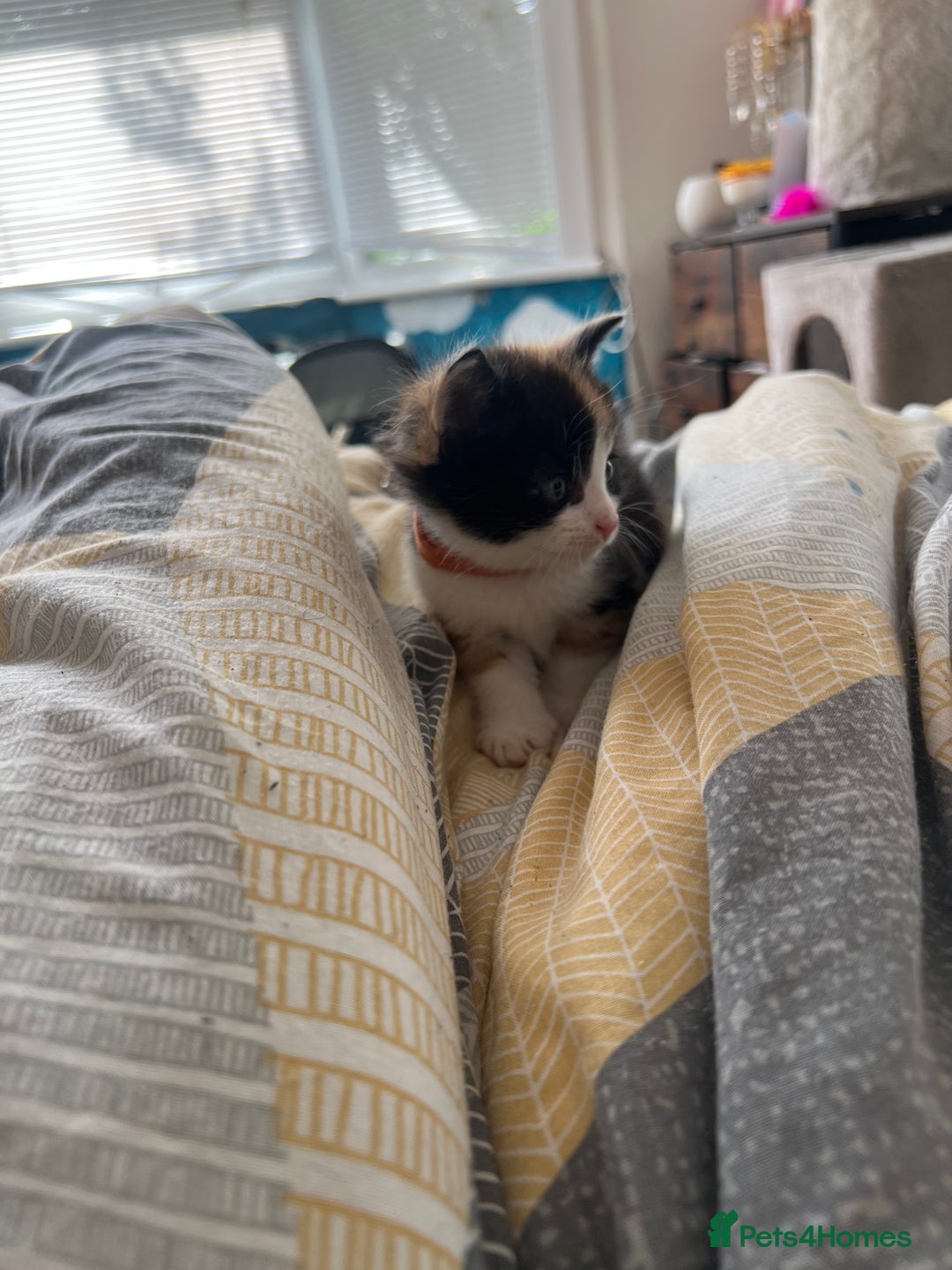 Mixed Breed cats for sale: Adorable 5-Week-Old Kittens Ready for Loving Home  - Image 13