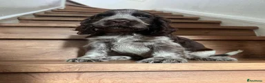 Cocker Spaniel 1