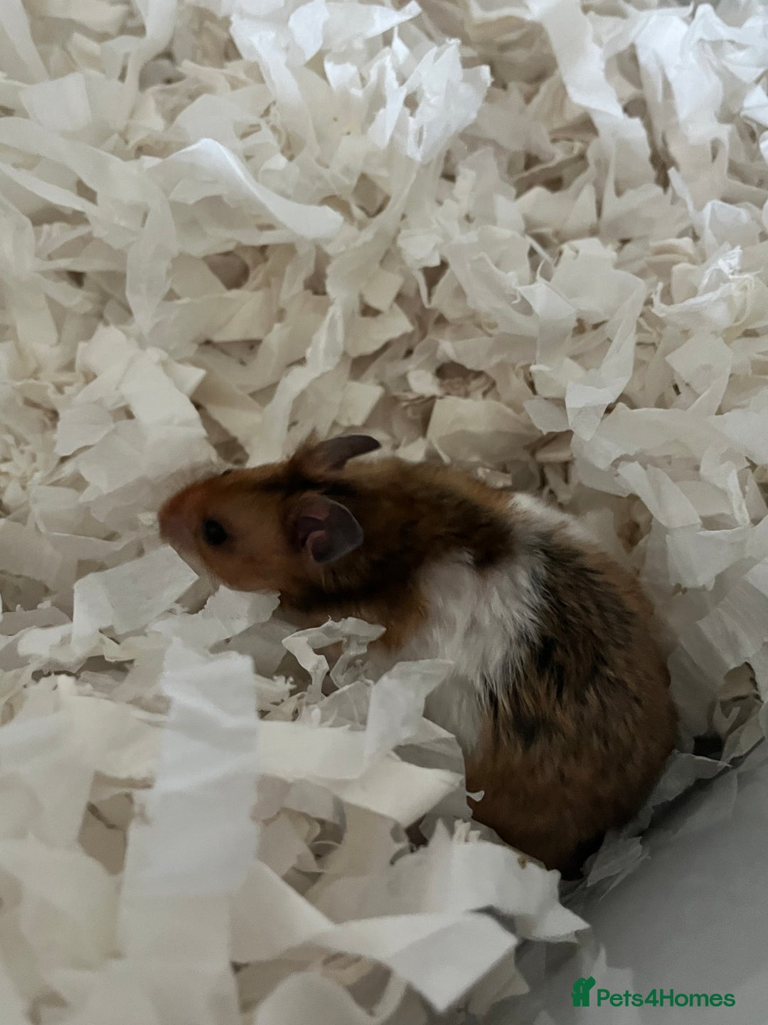 Hamster rodents for sale: Syrian Hamster & complete setup - Image 3