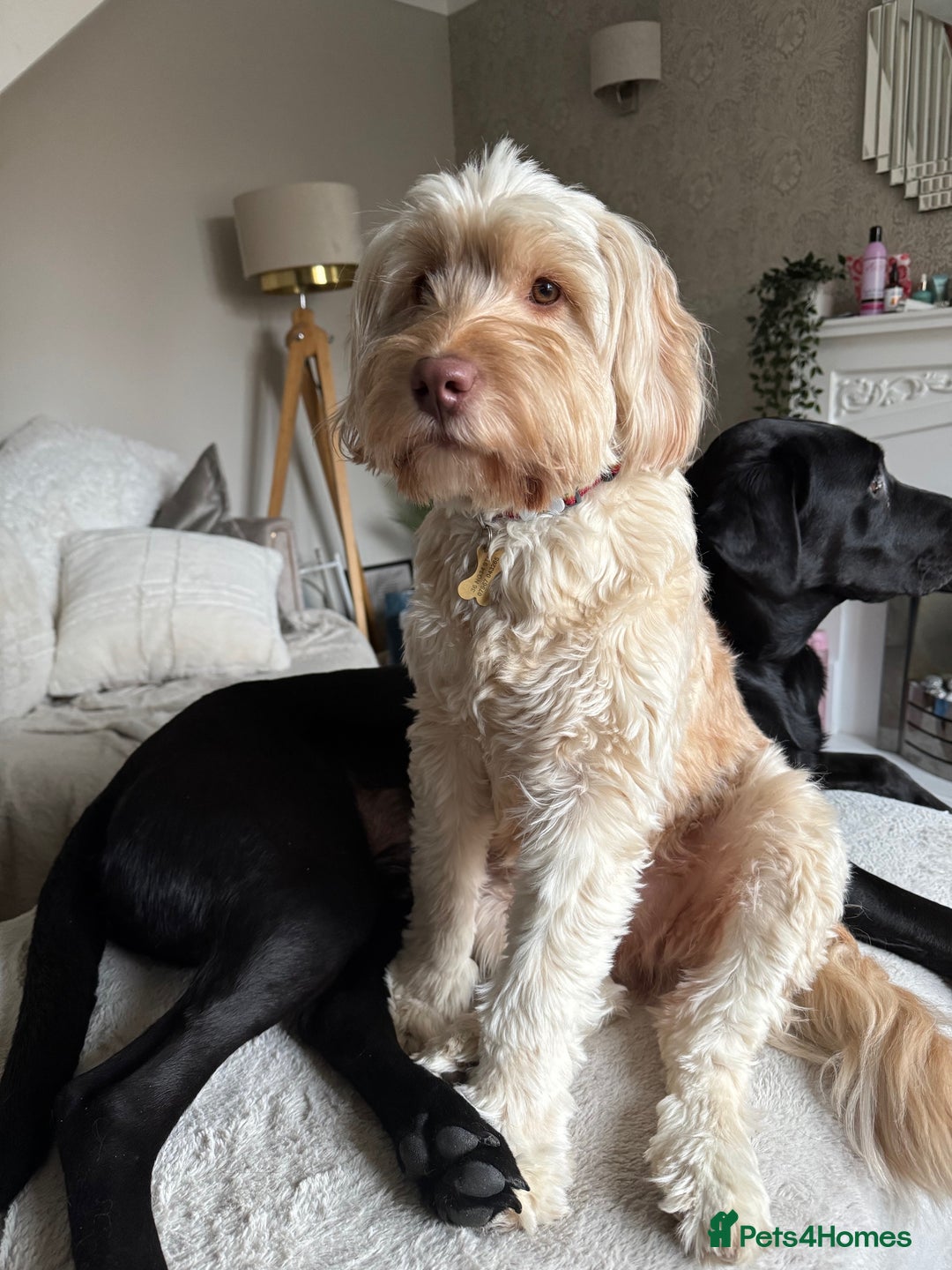 Labradoodle dogs for sale: HAS a Visit tomorr Barbara needs a new loving home - Advert 2