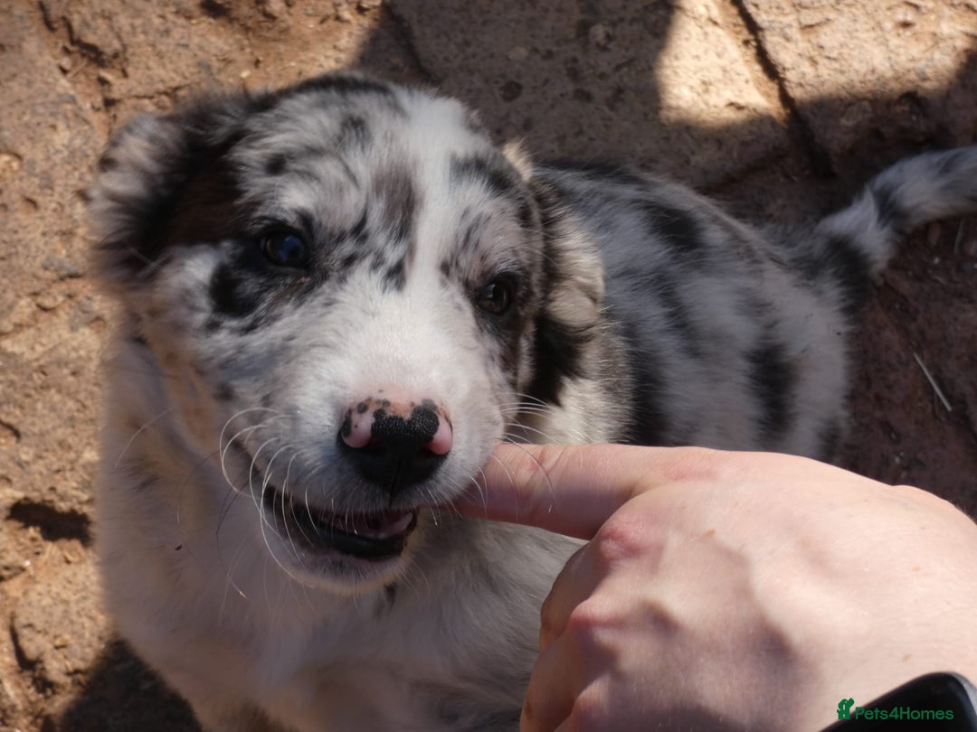 Border Collie dogs for sale: Red, and blue merle, tri, b/w collies farm reared - Image 7
