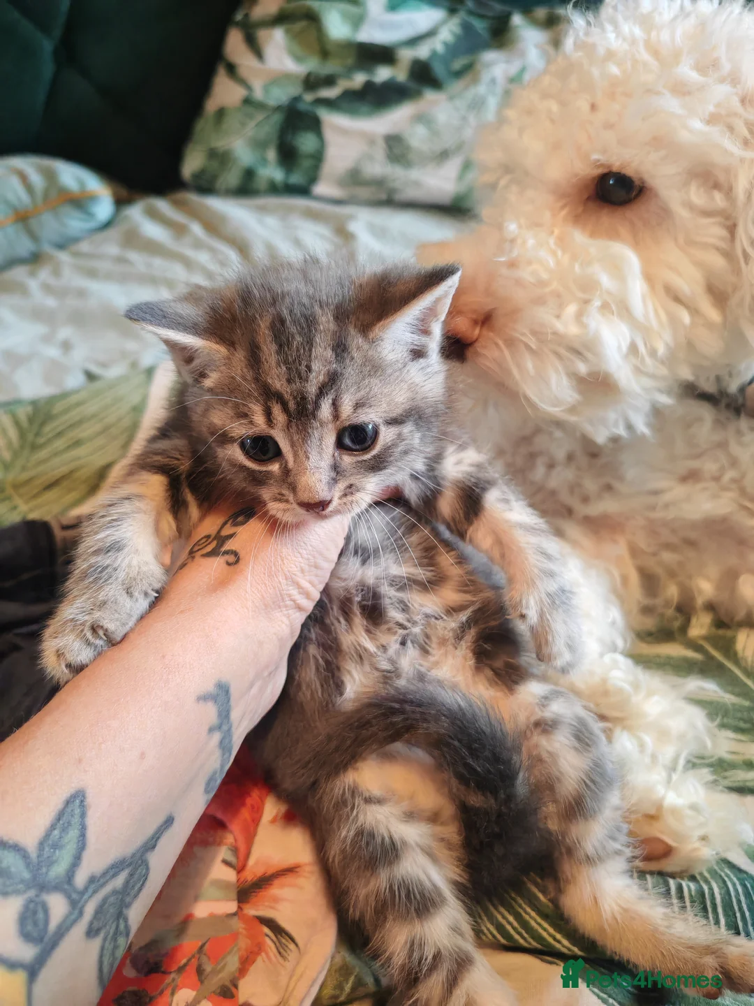 Mixed Breed cats for sale: 4 kittens  - Advert 16