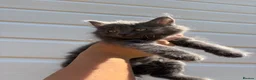 Mixed Breed cats for sale: 3 beautiful kittens  - Advert 2