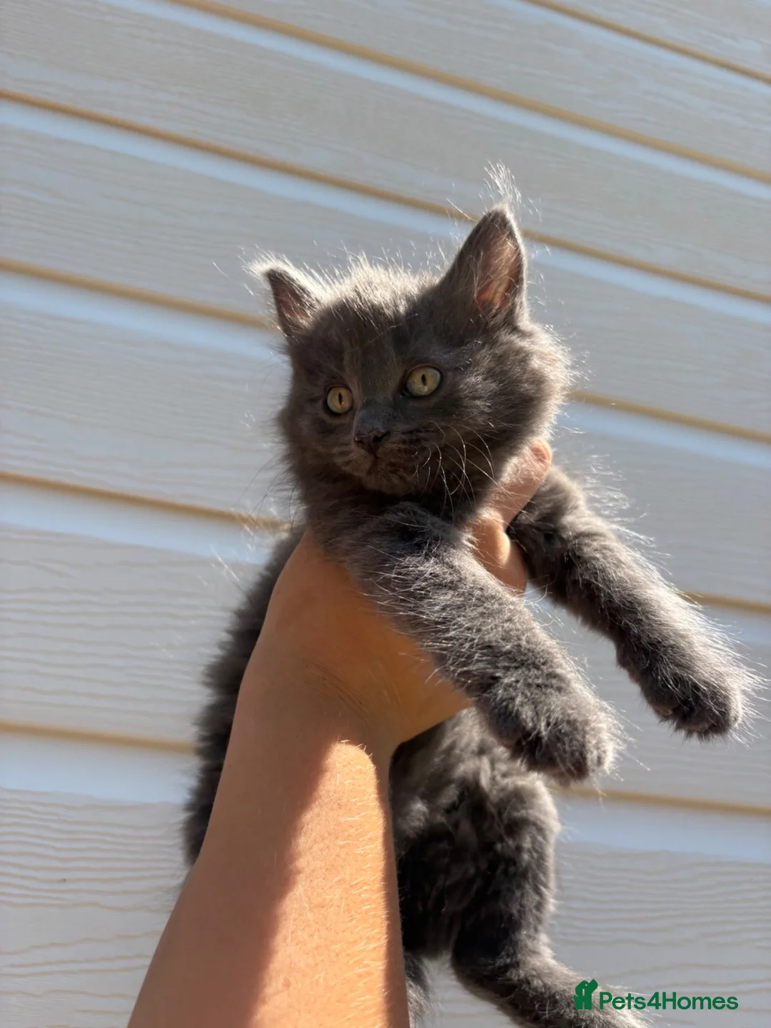 Mixed Breed cats for sale: 3 beautiful kittens  - Advert 2