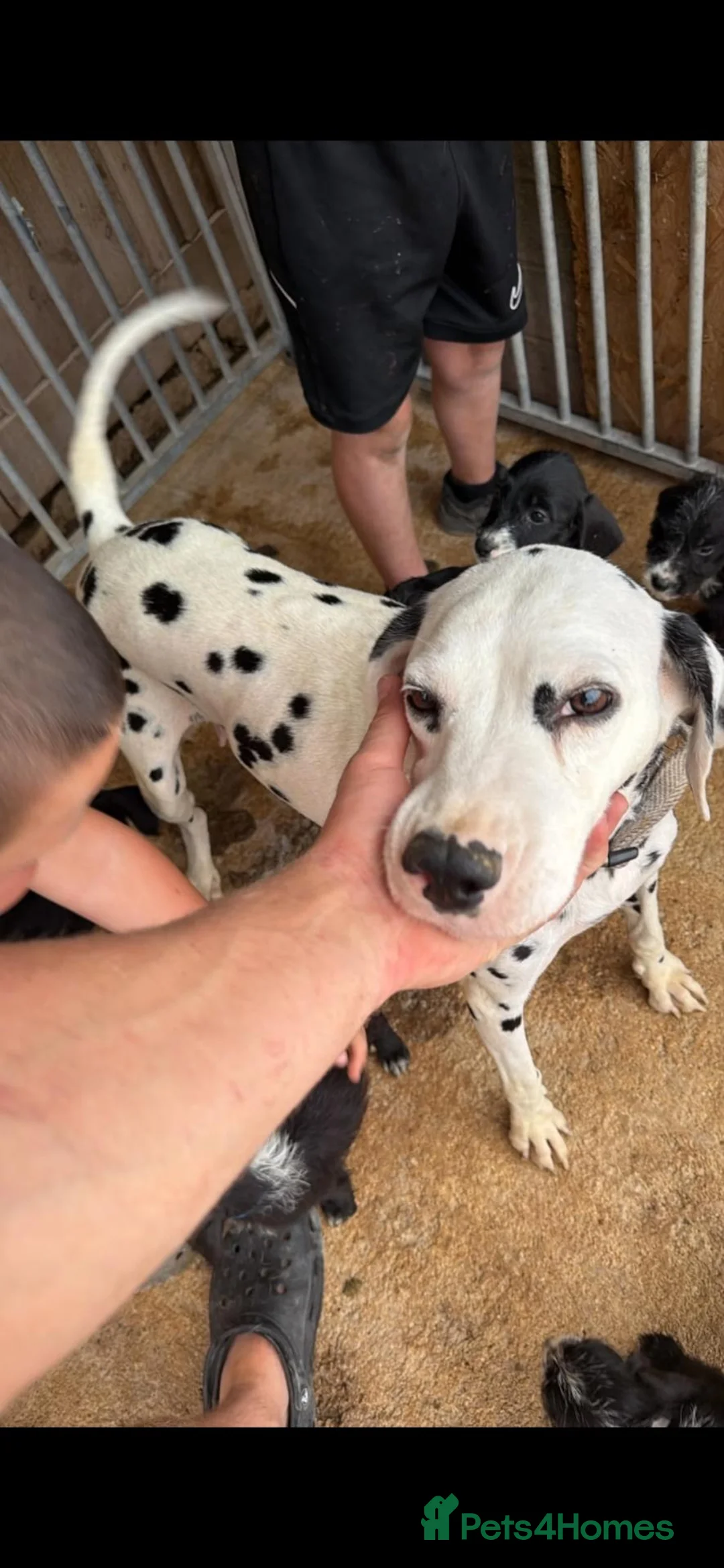 Mixed Breed dogs for sale: Dalmadoodle puppies  - Advert 1