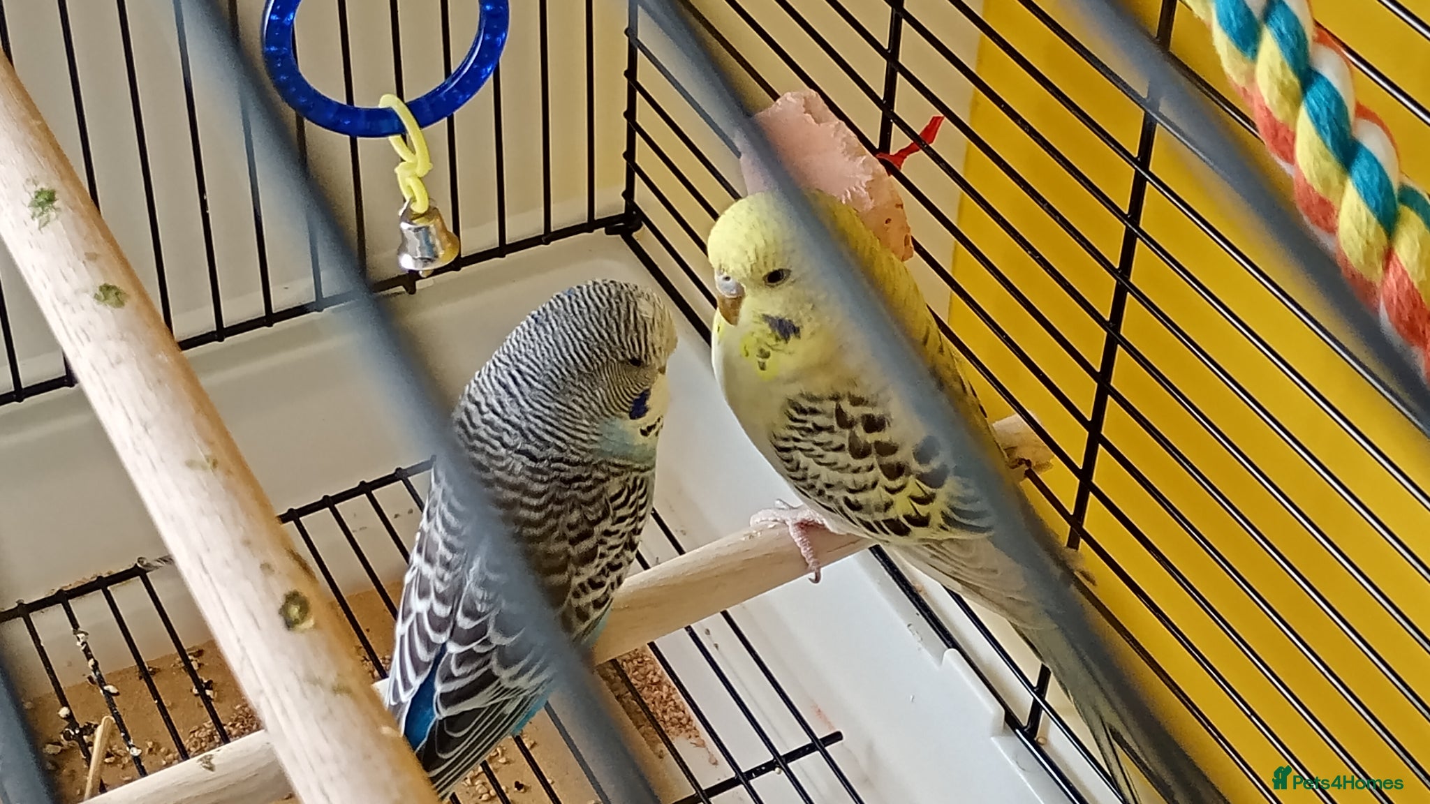 Budgerigars birds Budgies - Advert 2