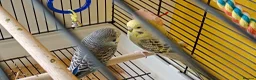 Budgerigars birds for sale: Budgies - Advert 1
