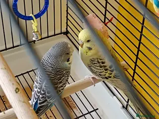 Budgerigars birds Budgies - Advert 4