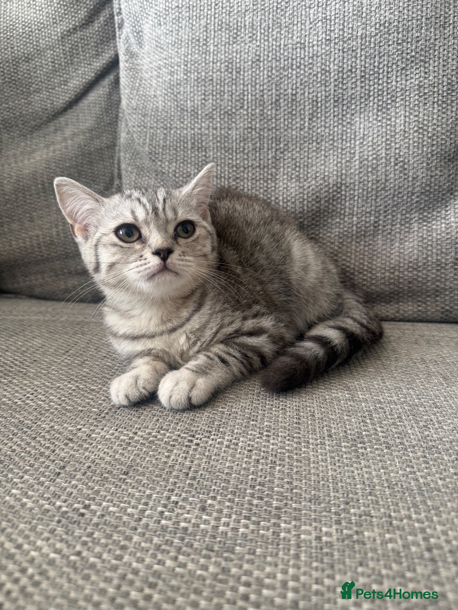 British Shorthair cats One GCCF BSH girl ready to leave  - Advert 3