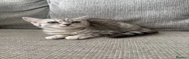 British Shorthair 1