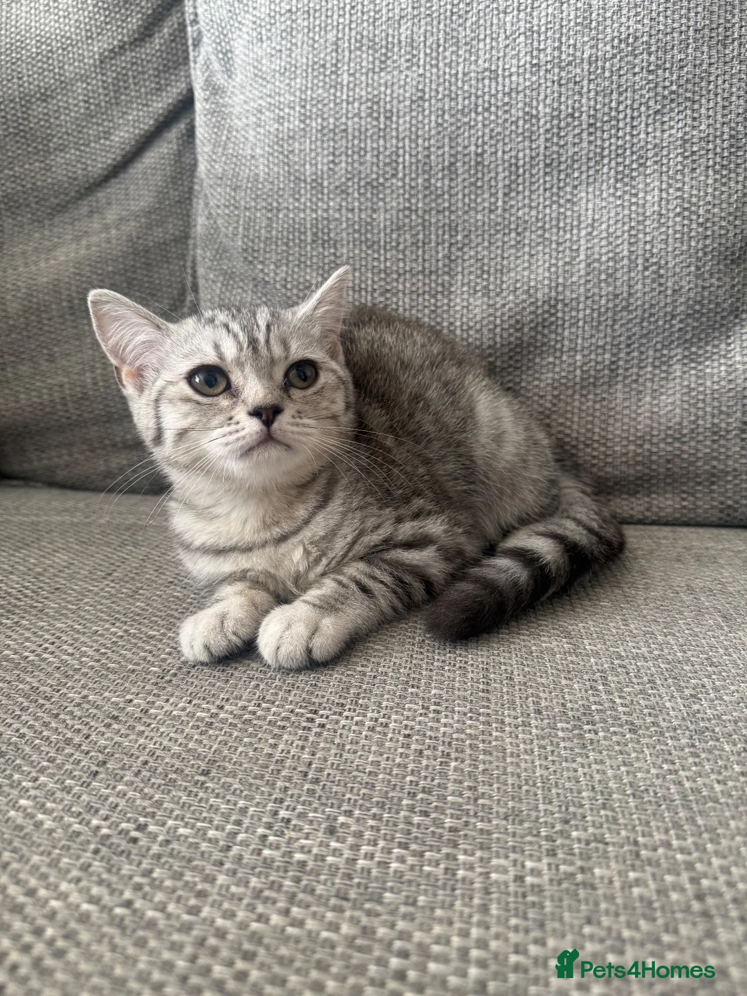 British Shorthair cats for sale: One GCCF BSH girl ready to leave  - Advert 1