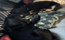 Goldador dogs for sale: Stunning Black Lab/Golden Retriever Puppies - Advert 25