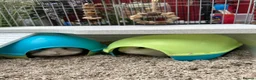 Guinea Pig rodents for sale: Two GUINEA PIGS for rehoming in Nantwich - Advert 3