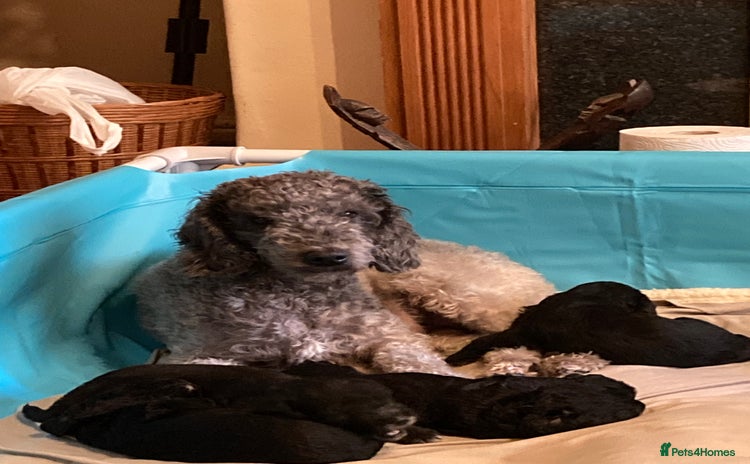 Bedlington Terrier dogs - Advert 1