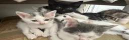 Mixed Breed cats for sale: Cute kittens - Advert 13