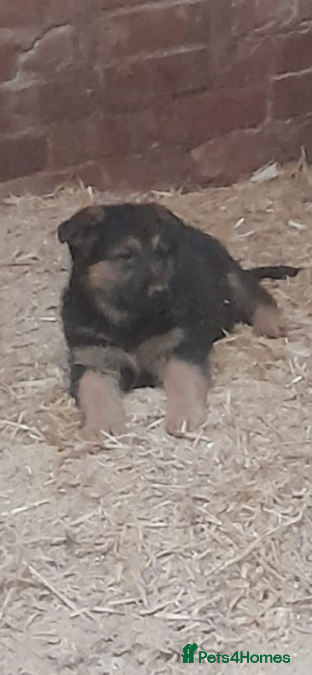 German Shepherd dogs for sale: Beautiful big German shepherd pups available  - Advert 7