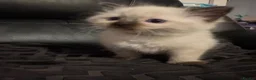 Ragdoll cats for sale: Fluffy seal point Ragdolls - Advert 3