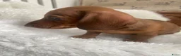 Miniature Dachshund dogs for sale: Miniature dapple dachshund puppies for sale  - Advert 5