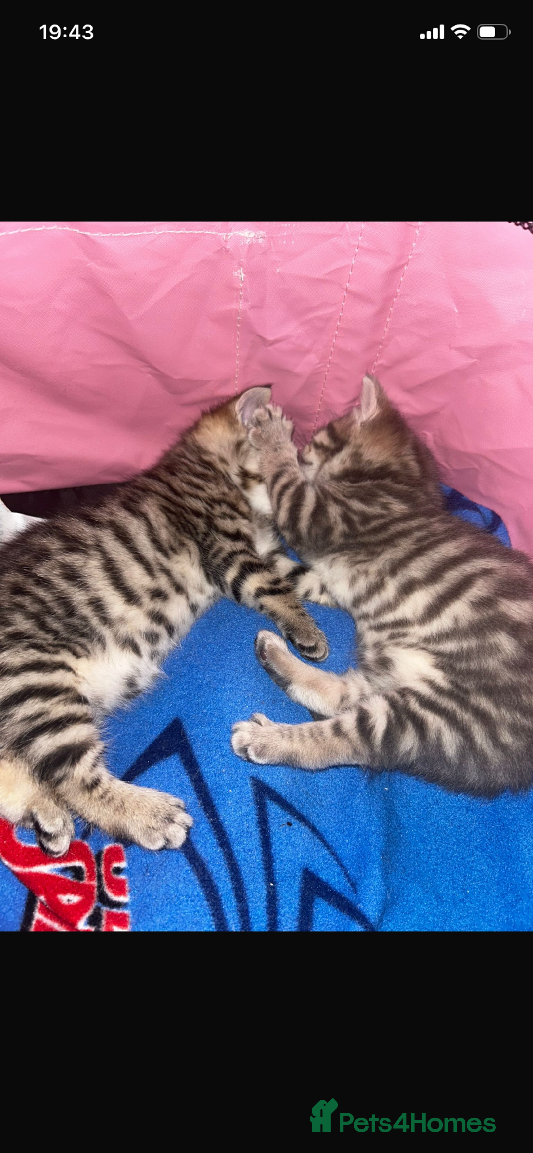 Savannah cats for sale: F4-F5+Savannah Kittens - Advert 6