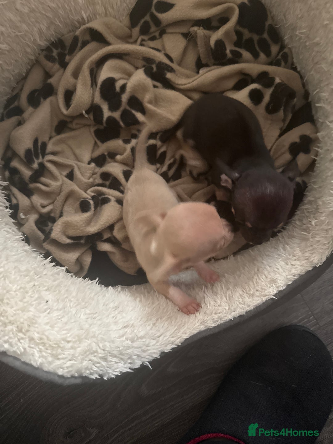 Chihuahua dogs for sale: Teacup Chihuahuas - Image 1