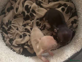 Chihuahua dogs - Advert 13