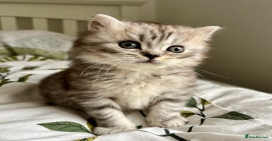 British Longhair cats - Advert 1
