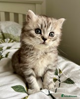British Longhair cats - Advert 14