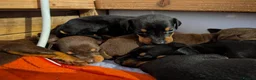 Dobermann dogs for sale: Beautiful KC Doberman Pups - Advert 6