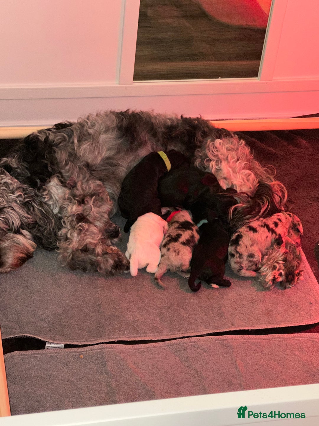 Cockapoo dogs for sale: READY NOW Beautiful cockapoos , delivery possible  - Image 5