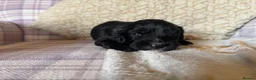 Cocker Spaniel dogs for sale: Cocker Spaniel puppies for sale - Advert 14