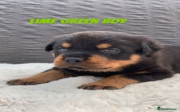 Rottweiler dogs for sale: Beautiful KC Rottweiler puppies - Image 20