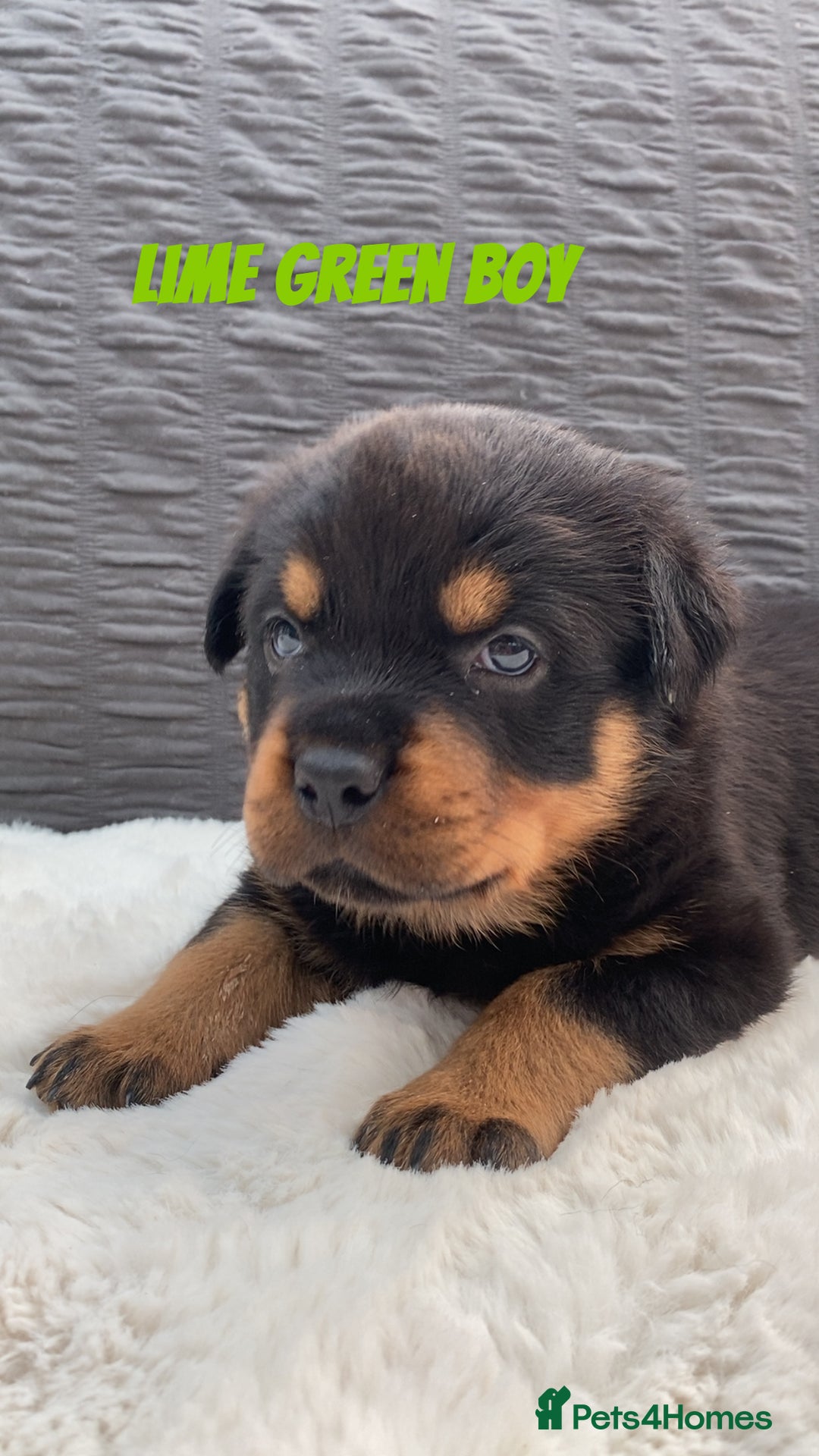 Rottweiler dogs for sale: Beautiful KC Rottweiler puppies - Image 20