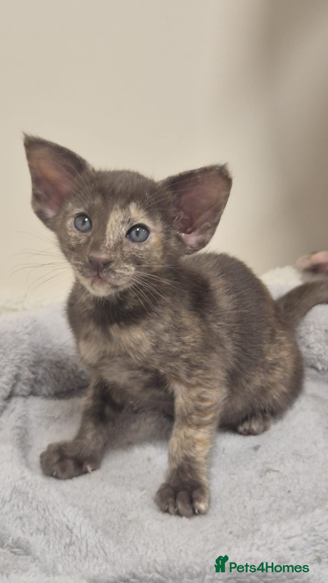 Oriental cats for sale: Oriental and Siamese kittens. - Advert 19