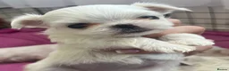 Maltese dogs for sale: Beautiful Maltese puppies home raised & socialised - Advert 16