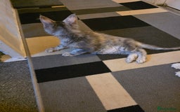 Maine Coon cats for sale: TICA REGISTERED STUNNING MAINE COON KITTENS  in Blackpool - Image 30