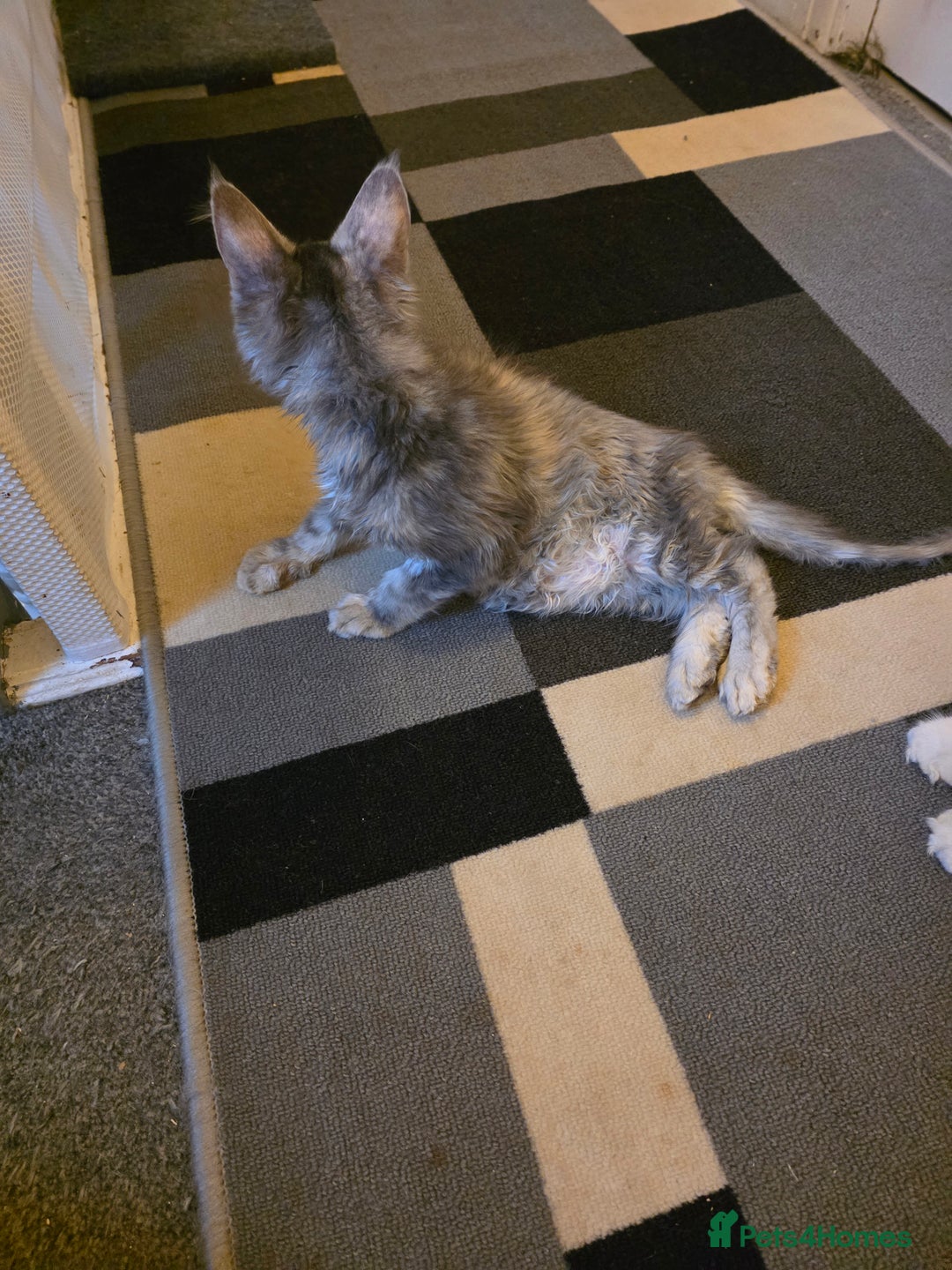 Maine Coon cats for sale: TICA REGISTERED STUNNING MAINE COON KITTENS  in Blackpool - Image 30