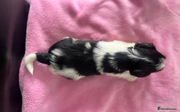 Biewer Terrier dogs for sale: 5 Adorable Purebred Biewer Terriers - Image 8