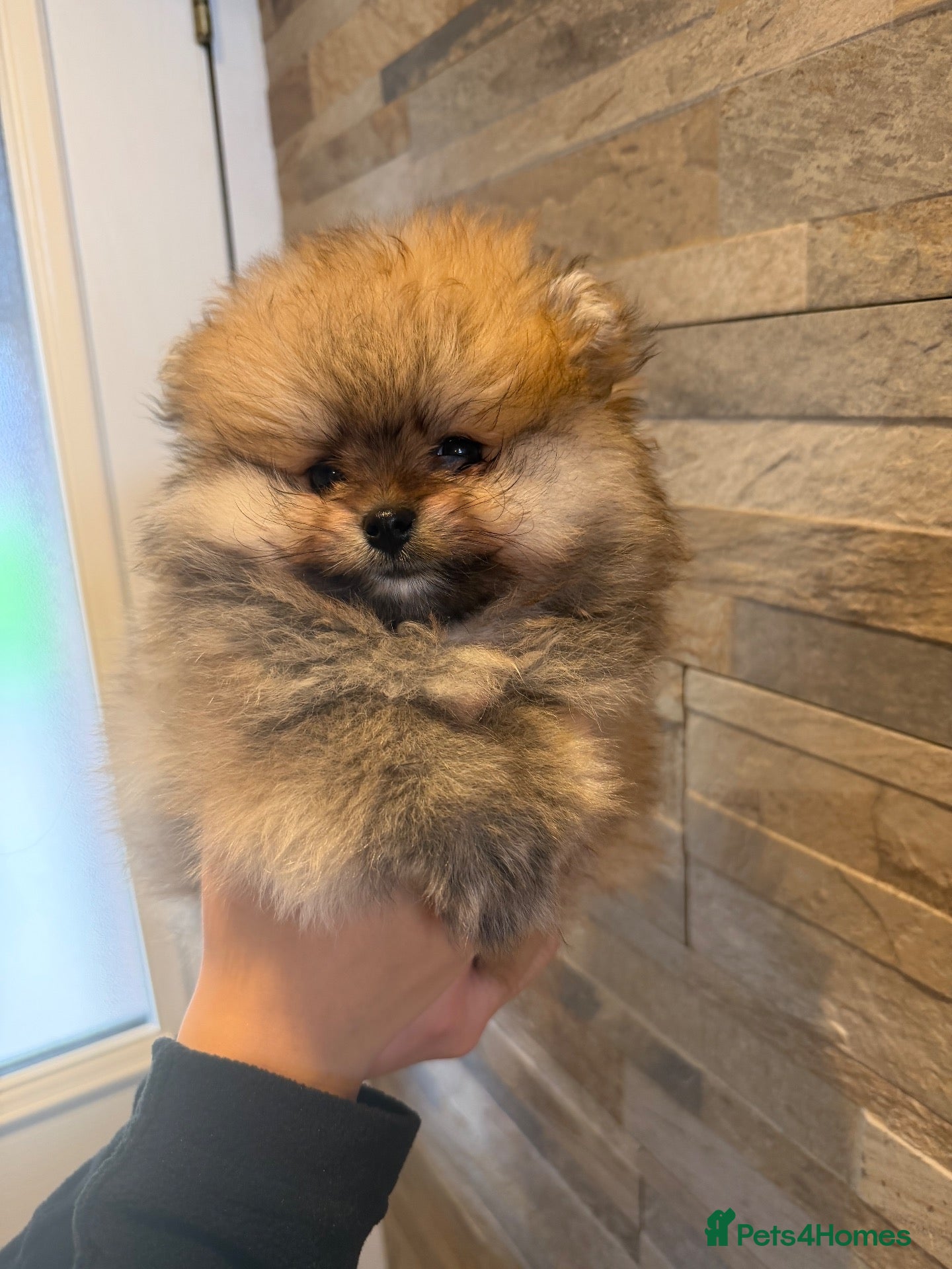 Pomeranian dogs Pomeranian Boy 🩶 - Advert 2