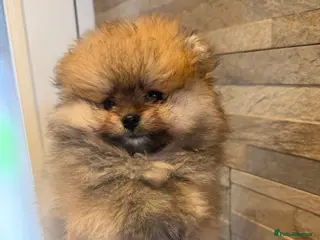 Pomeranian dogs Pomeranian Boy 🩶 - Advert 2