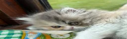 Exotic cats for sale: Exotic kittens two female  - Advert 11