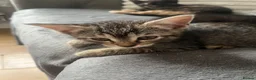 Mixed Breed cats for sale: 4 mixed kittens  - Advert 4