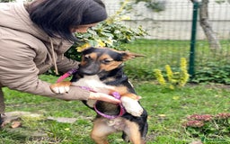 Mixed Breed dogs for adoption: 💙🐶 CONNOR 🐶💙 - Image 10