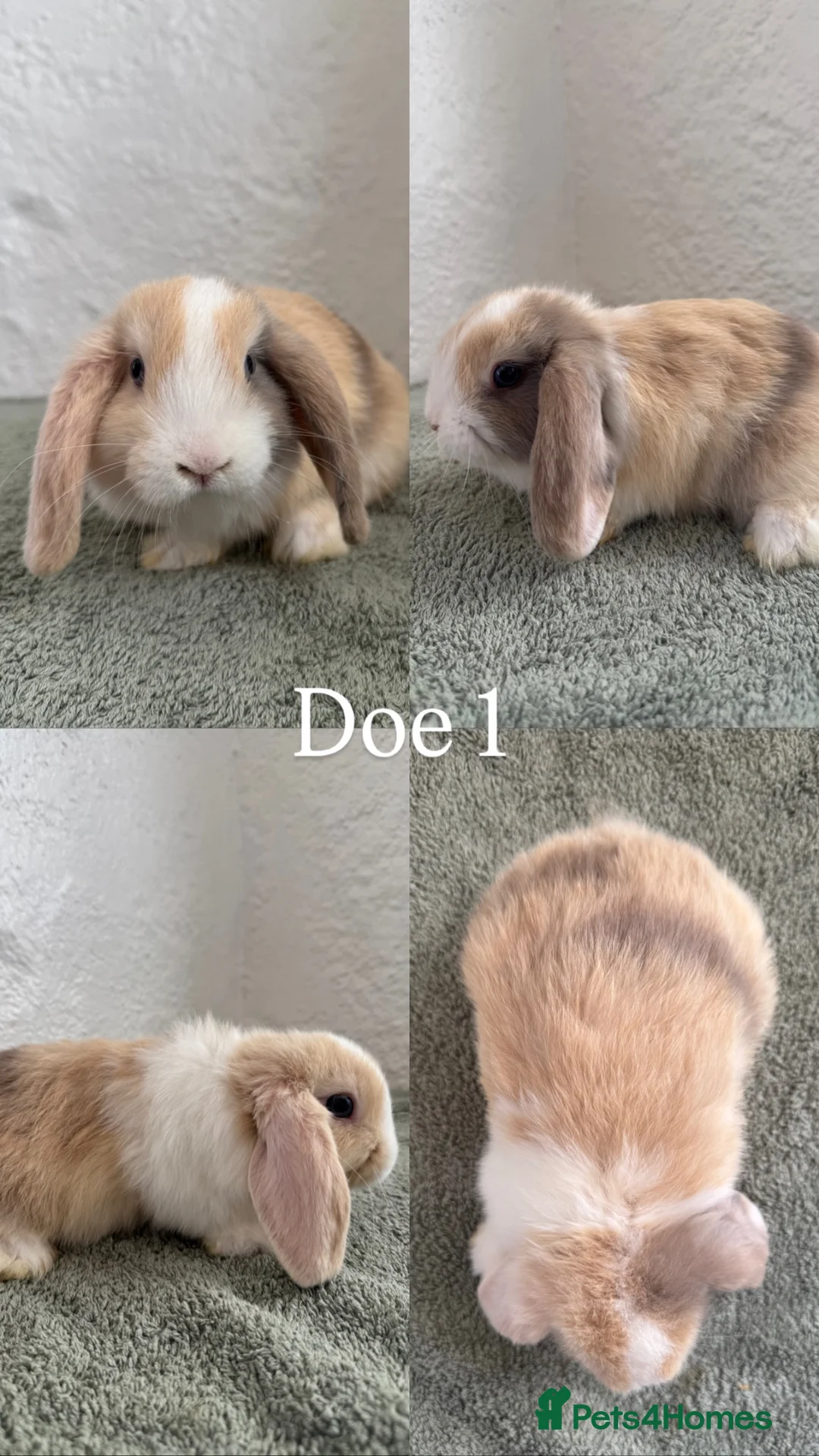 Mini Lop rabbits for sale: Mini Lops looking for Forever Homes - Advert 2