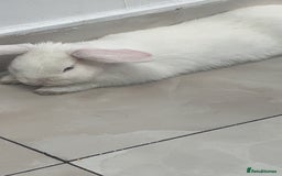 New Zealand rabbits for sale: rabbit for sale - Image 3