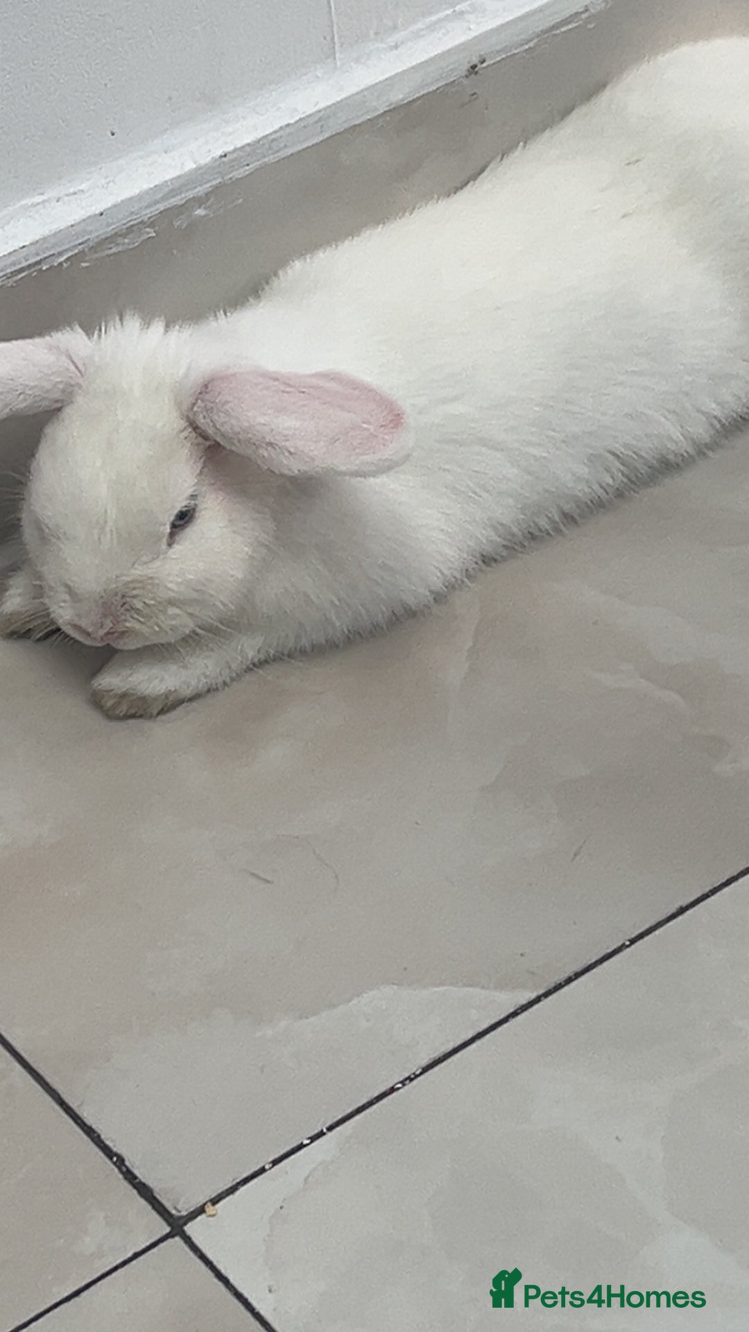 New Zealand rabbits for sale: rabbit for sale - Image 3