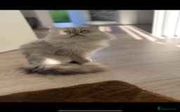 Persian cats for sale: Persian Male Cat - Advert 3