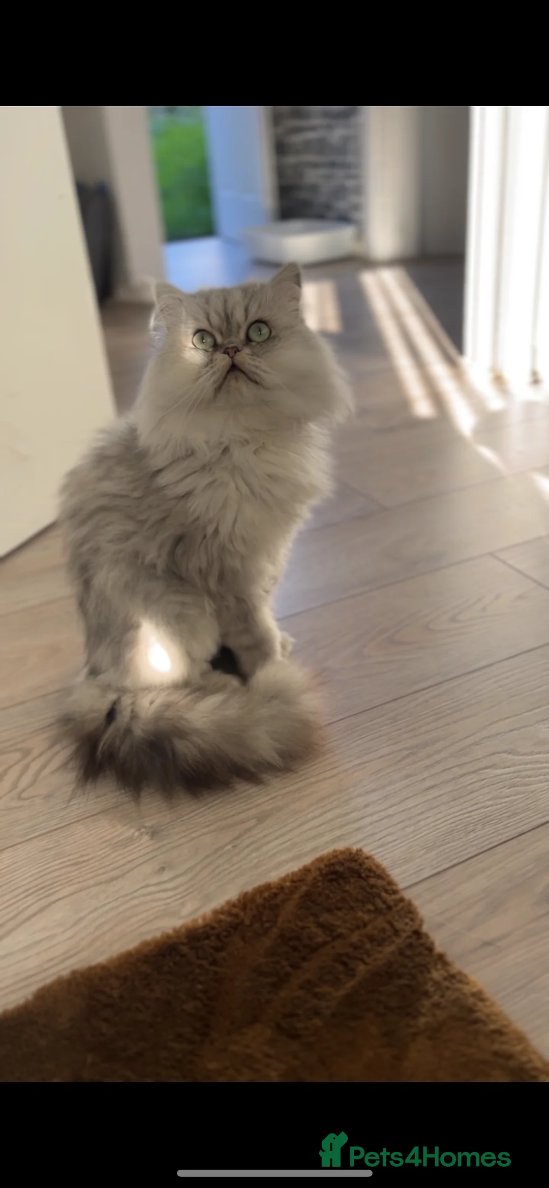 Persian cats for sale: Persian Male Cat - Advert 3