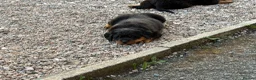 Rottweiler dogs for sale: Chunky Rottweiler puppies - Advert 3