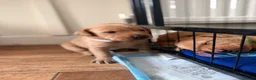 Labrador Retriever dogs for sale: Beautiful fox red Labrador puppies  - Advert 4